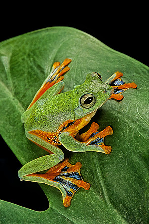 Rhacophorus reinwardtii (grenouille volante)