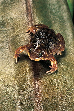 Hemisus marmoratus