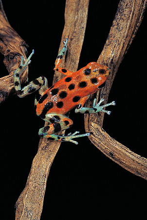 Oophaga pumilio f. bastimentos