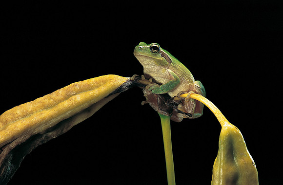 Hyla meridionalis (rainette)
