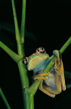 Leptopelis barbouri