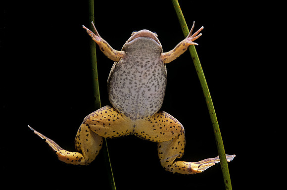Xenopus laevis