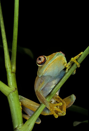 Leptopelis barbouri