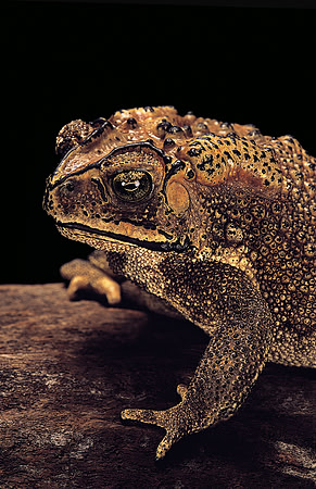 Duttaphrynus melanostictus