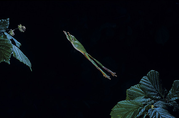 Hyla meridionalis (rainette) - sautant