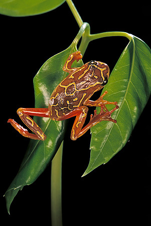 Hyperolius marmoratus variabilis
