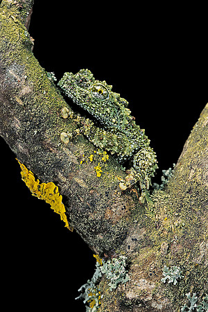 Theloderma corticale