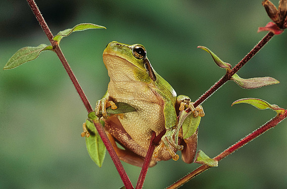 Hyla meridionalis (rainette)
