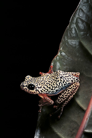 Hyperolius marmoratus