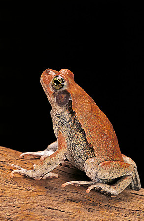 Schismaderma carens