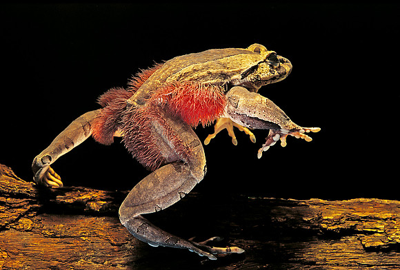 Trichobatrachus robustus (grenouille velue)
