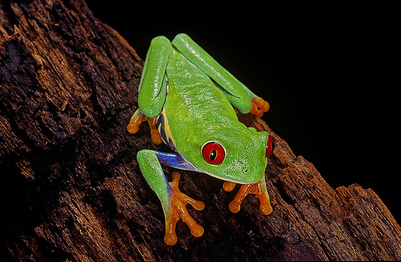 Agalychnis callidryas (grenouille singe)