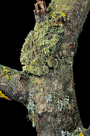 Theloderma corticale