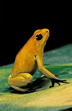 Phyllobates terribilis