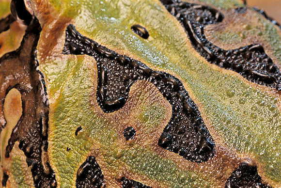 Ceratophrys cranwelli x cornuta