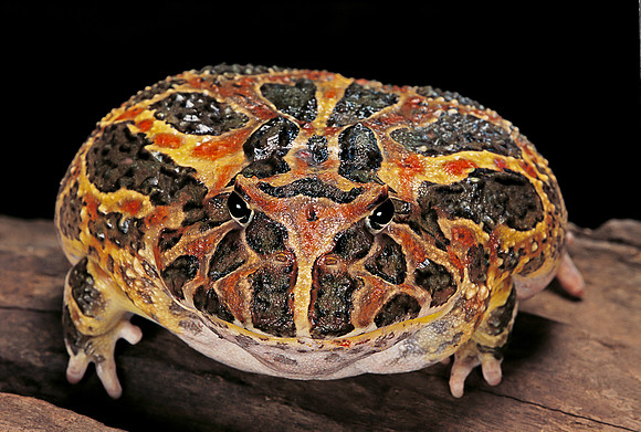 Ceratophrys ornata