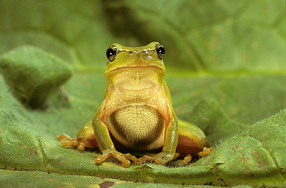 Hyla meridionalis (rainette)