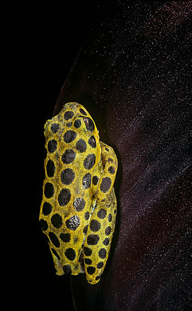 Hyperolius viridiflavus aposematicus