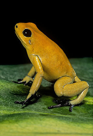 Phyllobates terribilis