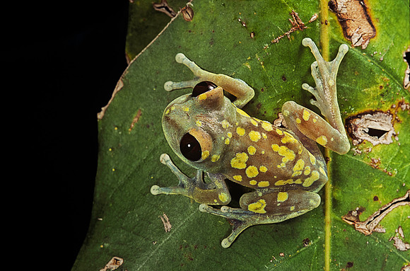 Leptopelis uluguruensis