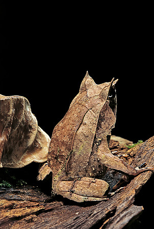 Megophrys nasuta (grenouille feuille)