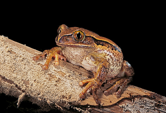 Leptopelis vermiculatus
