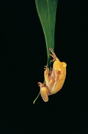 Hyla cinerea albino
