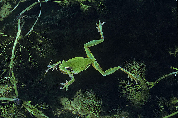 Hyla meridionalis (rainette) - couple