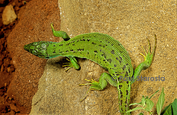 Lacerta bilineata (lézard vert) - femelle prête à pondre