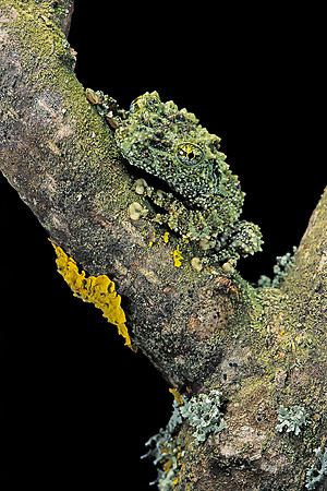 Theloderma corticale