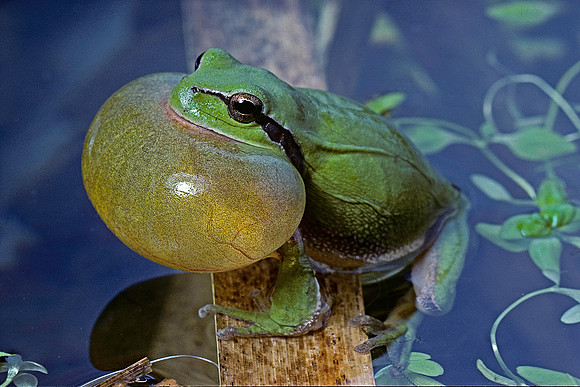 Hyla meridionalis (rainette) - gonflant son sac