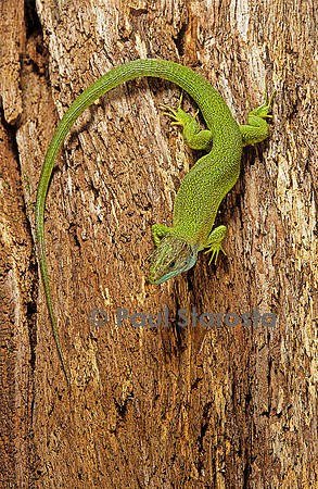 Lacerta bilineata (lézard vert) - tête en bas