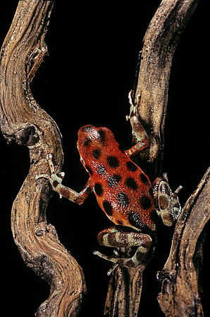 Oophaga pumilio f. bastimentos