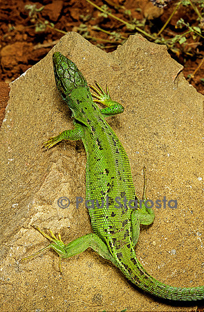 Lacerta bilineata (lézard vert) - femelle prête à pondre