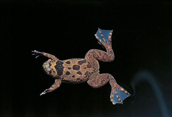 Xenopus fraseri