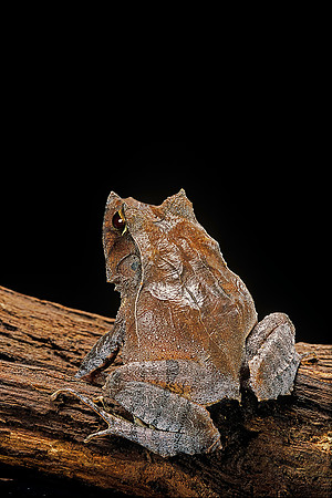 Ceratobatrachus guentheri