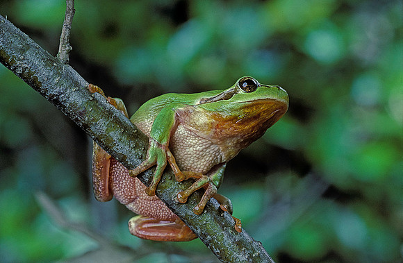 Hyla meridionalis (rainette) - dans un arbre