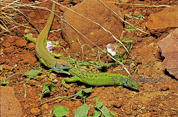 Lacerta bilineata (lézard vert) - accouplement