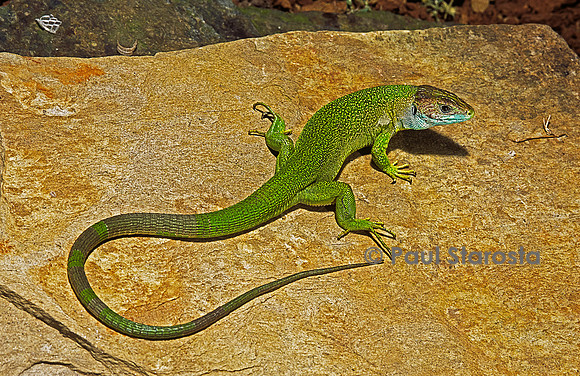 Lacerta bilineata (lézard vert)