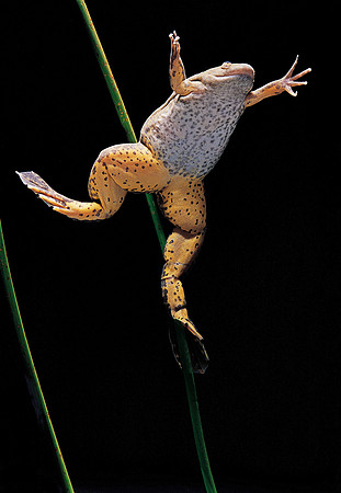 Xenopus laevis