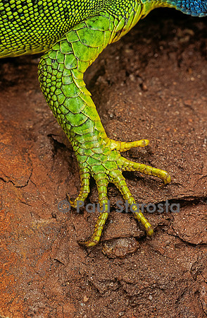 Lacerta bilineata (lézard vert) - patte avant