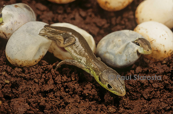 Lacerta bilineata (lézard vert) - éclosion