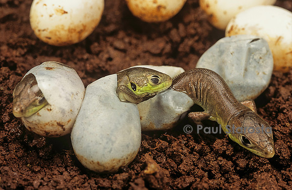 Lacerta bilineata (lézard vert) - éclosion