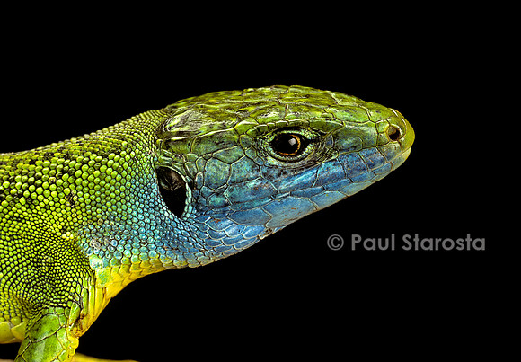 Lacerta bilineata (lézard vert) - mâle en période nuptiale