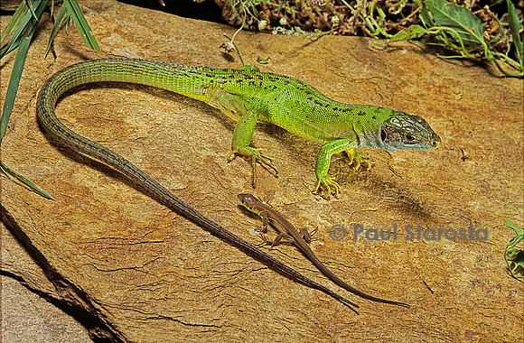 Lacerta bilineata (lézard vert) - adulte et nouveau-né