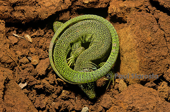 Lacerta bilineata (lézard vert) - hivernant