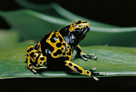 Dendrobates leucomelas