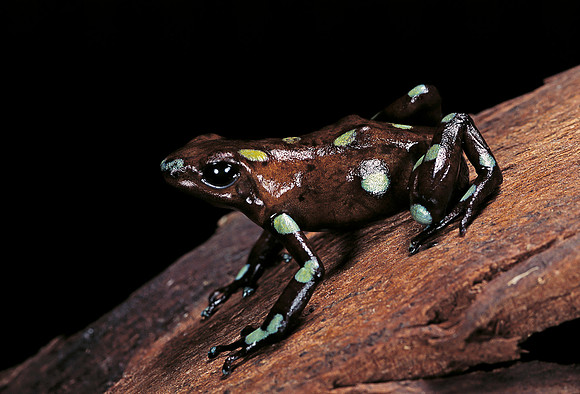 Dendrobates auratus f. tobago