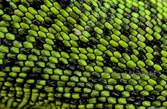 Lacerta bilineata (lézard vert) - écailles
