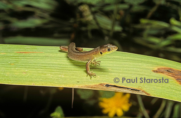 Lacerta bilineata (lézard vert) - jeune venant de naître